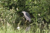 Nycticorax nycticorax