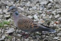 Streptopelia turtur