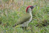 Picus viridis