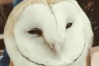 Tyto alba
