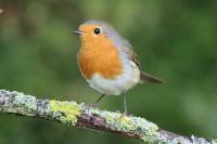 Erithacus rubecula