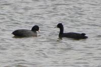 Fulica atra