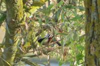 Dendrocopos major