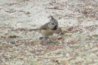 Lophophanes cristatus