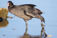 Fulica atra