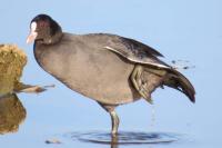 Fulica atra
