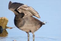 Fulica atra