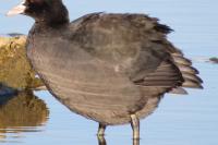 Fulica atra