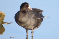Fulica atra