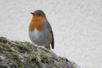 Erithacus rubecula