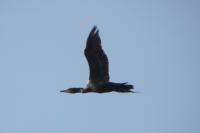 Phalacrocorax carbo