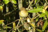 Phylloscopus collybita
