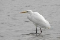 Ardea alba