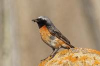 Phoenicurus phoenicurus