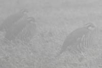 Alectoris rufa