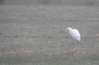 Bubulcus ibis
