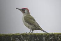Picus viridis