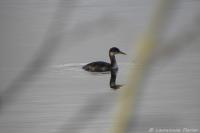 Podiceps grisegena