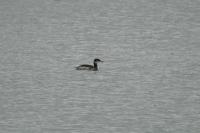 Podiceps grisegena