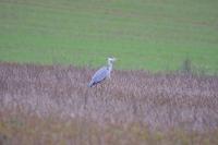 Ardea cinerea
