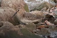 Calidris alpina