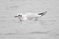 Chroicocephalus ridibundus