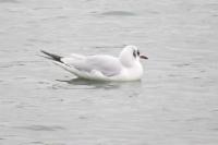 Chroicocephalus ridibundus