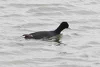 Fulica atra