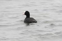 Fulica atra