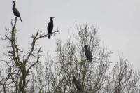 Phalacrocorax carbo