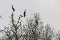 Phalacrocorax carbo