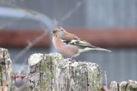 Fringilla coelebs