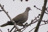 Streptopelia decaocto