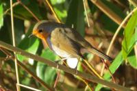 Erithacus rubecula