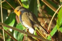 Erithacus rubecula