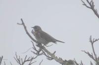 Turdus pilaris