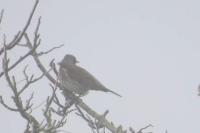 Turdus pilaris