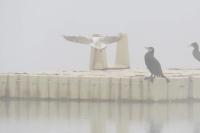 Chroicocephalus ridibundus