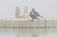 Chroicocephalus ridibundus