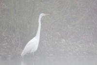 Ardea alba
