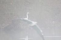 Ardea alba