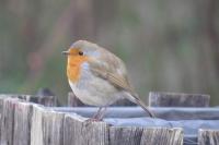 Erithacus rubecula