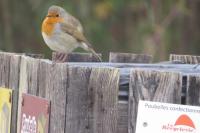 Erithacus rubecula