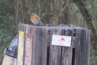 Erithacus rubecula