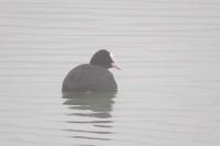 Fulica atra