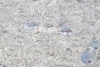 Calidris pugnax