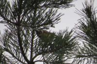 Lophophanes cristatus