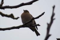 Fringilla coelebs