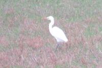 Ardea alba