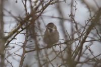 Emberiza schoeniclus